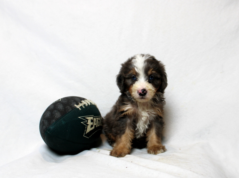 puppy, for, sale, Mini Bernedoodle F2, Matthew B. Stoltzfus, dog, breeder, Gap, PA, dog-breeder, puppy-for-sale, forsale, nearby, find, puppyfind, locator, puppylocator, aca